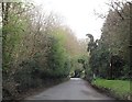 Stanbridge Lane through Rookwood Copse