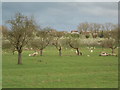 Sheep Grazing in Former Orchard, near Five Oak Green