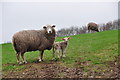 Taunton Deane District : Sheep Grazing