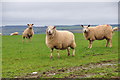 Taunton Deane District : Sheep Grazing