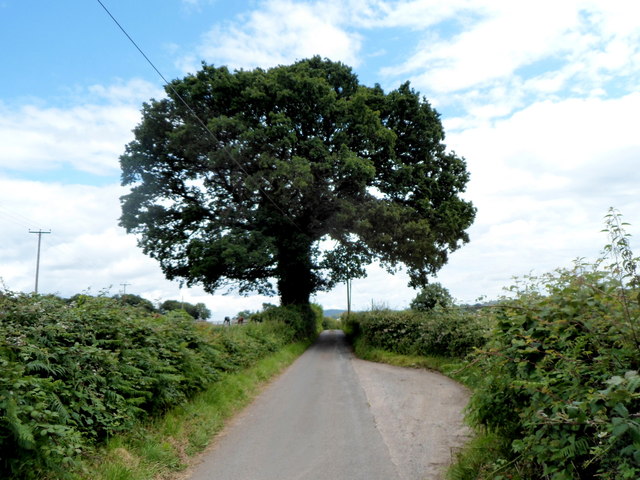 Dominant oak, Croes y Pant Lane