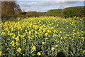 Footpath emerges onto Chilworth Road from rape field