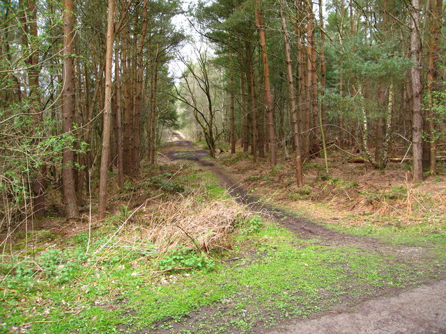 Path in Delamere Forest