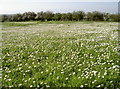 Daisies all over the field