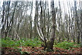 Coppicing, Vale Wood