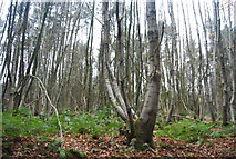 SU9030 : Coppicing, Vale Wood by N Chadwick