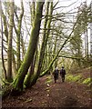 Woodland path, Upton