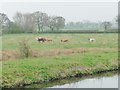 SE6213 : Cattle, east bank, New Junction Canal by Christine Johnstone