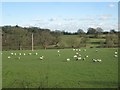 Field of sheep, Nuthurst