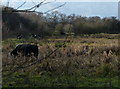 SP5698 : Cows grazing next to the Guthlaxton Way by Mat Fascione