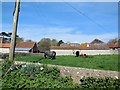 Calves and lambs at Iford Farm