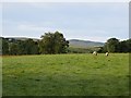 Sheep in the Sperrins