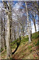 Beech trees...