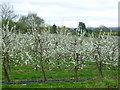 Apple orchards near Linton