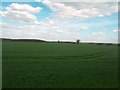 Fields near the Car Plantation