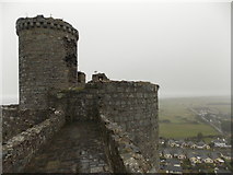 SH5831 : Harlech: the castle’s northwest tower by Chris Downer