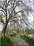 TL4559 : Footpaths by the River Cam in Cambridge by Roger  D Kidd