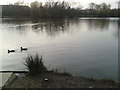 Birds on Birdholme Pond