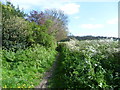 Path to Crofton Heath