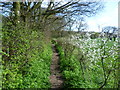 TQ4366 : Springtime along the path to Crofton Heath by Marathon