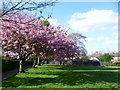 TQ4265 : Cherry blossom in Hollydale Recreation Ground by Marathon