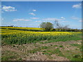 SP6392 : Fleckney Farmland by Ian Rob