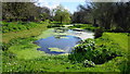 Large ponds, Kingston