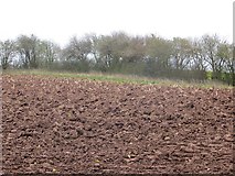 SO6358 : Ploughed field, Edwyn Ralph by Richard Webb
