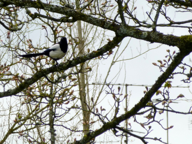 Magpie in a tree, Omagh