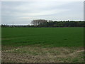 Crop field off Brigg Road