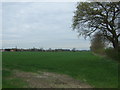 Crop field near White House Farm