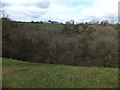 Eastern Cleave Wood, Lydford