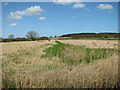 TG3129 : Reed beds by the North Walsham & Dilham Canal by Evelyn Simak