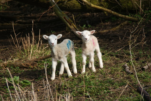 New lambs near Sedsall
