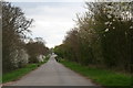 Blackthorn flowering by Willingham Road, East Barkwith