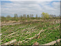 Recently cleared area beside Irmingland Road