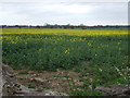 TA2105 : Oilseed rape crop by JThomas