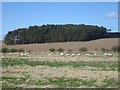 NT9634 : Sheep grazing near Fenton by Graham Robson