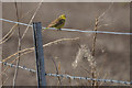 Yellowhammer (Emberiza citrinella), Aberbothrie