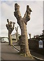 Pollarded trees, Thurlow Road, Torquay