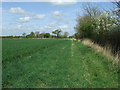 Footpath And Hedge Line