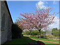 SS Peter & Paul, Newchurch: churchyard (ii)