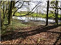 Pond at Haigh