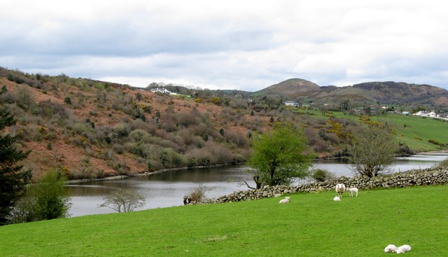 Sheep grazing reclaimed land above Camlough lake