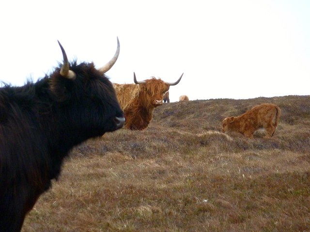 Highland Cattle and calf