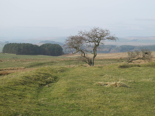 Rough pastures east of Birtley Shields
