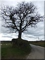 Tree by the road to Lydford Forest