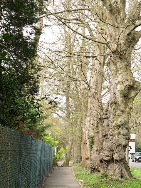 Tree in the path adjacent to Christchurch Road