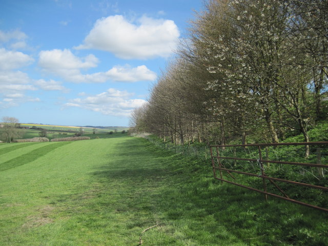 Northern  edge  of  Birdsall  Brow  Plantation
