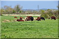 ST3133 : Sedgemoor : Grassy Field & Cattle by Lewis Clarke